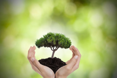 tree in the hands, environmen and nature protection